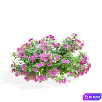Groundcover Roses 3D Model Vray, Corona