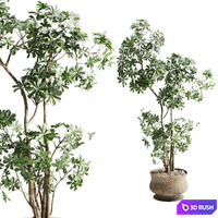 Schefflera tree in pot 3D Model Vray, Corona