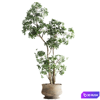 Schefflera tree in pot 3D Model Vray, Corona