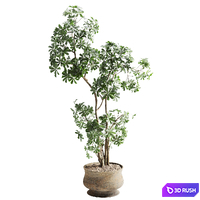 Schefflera tree in pot 3D Model Vray, Corona