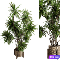 Palm plant in a wooden pot - set indoor plant 637 3D Model Vray, Corona