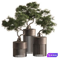 Indoor Plant 880 - Bonsai Set 3D Model Vray, Corona