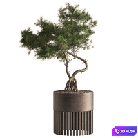 Indoor Plant 880 - Bonsai Set 3D Model Vray, Corona