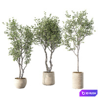 Olive Tree Set 251 3D Model Vray, Corona