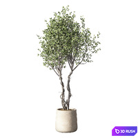 Olive Tree Set 251 3D Model Vray, Corona