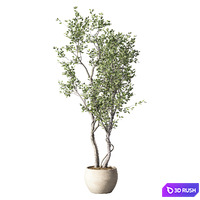 Olive Tree Set 251 3D Model Vray, Corona