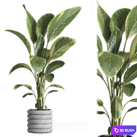 Indoor Plant 033 3D Model Vray, Corona