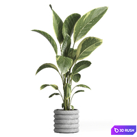 Indoor Plant 033 3D Model Vray, Corona