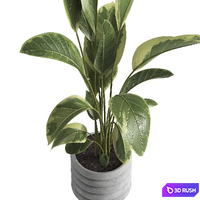 Indoor Plant 033 3D Model Vray, Corona