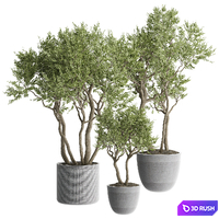 indoor Plant 645 3D Model Vray, Corona