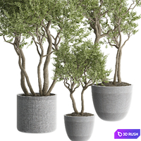 indoor Plant 645 3D Model Vray, Corona