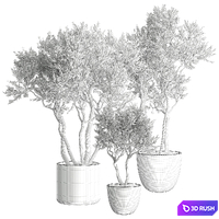 indoor Plant 645 3D Model Vray, Corona