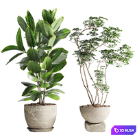 Schefflera and Ficus Plants in Pot 3D Model Vray, Corona