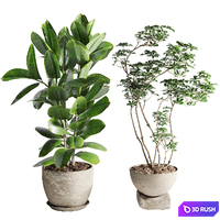 Schefflera and Ficus Plants in Pot 3D Model Vray, Corona