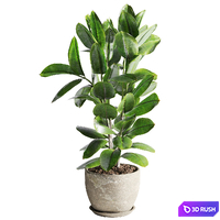 Schefflera and Ficus Plants in Pot 3D Model Vray, Corona