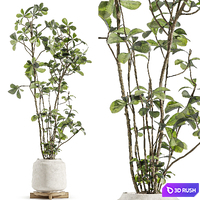 Indoor Plant Set 173 3D Model Vray, Corona