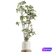 Indoor Plant Set 173 3D Model Vray, Corona