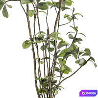 Indoor Plant Set 173 3D Model Vray, Corona