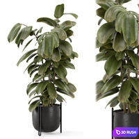 Indoor Ficus Plant Metal Pot_Set 3576 3D Model Vray, Corona