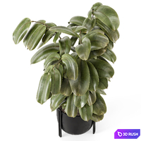 Indoor Ficus Plant Metal Pot_Set 3576 3D Model Vray, Corona
