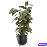 Indoor Ficus Plant Metal Pot_Set 3576 3D Model Vray, Corona