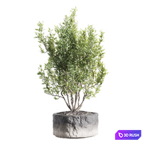 Set of indoor living plants in pots 34 3D Model Corona