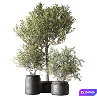 Set of indoor plants in pots 29 3D Model Corona