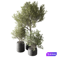 Set of indoor plants in pots 29 3D Model Corona
