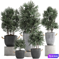 A collection of lush shrub plants in modern concrete pots and flowerpots with Raphis Palm. Set 414 3D Model Vray