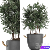 A collection of lush shrub plants in modern concrete pots and flowerpots with Raphis Palm. Set 414 3D Model Vray