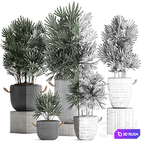 A collection of lush shrub plants in modern concrete pots and flowerpots with Raphis Palm. Set 414 3D Model Vray