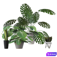 Houseplants set 2 3D Model Corona