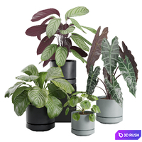 Indoor Plant Pack 30 3D Model Vray, Corona