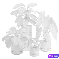 Indoor Plant Pack 30 3D Model Vray, Corona
