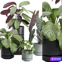 Indoor Plant Pack 30 3D Model Vray, Corona