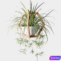 Ampelous plants in wooden figured hanging pots 3D Model Corona