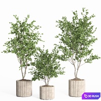 Indoor plant set 59-Concrete pot 3D Model Corona