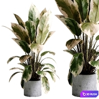 Benjamin Plant - indoor plant set 495 concrete old vase 3D Model Vray, Corona
