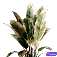 Benjamin Plant - indoor plant set 495 concrete old vase 3D Model Vray, Corona