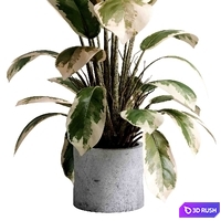 Benjamin Plant - indoor plant set 495 concrete old vase 3D Model Vray, Corona