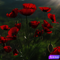 Field Poppies in a Vase 3D Model Corona
