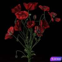 Field Poppies in a Vase 3D Model Corona