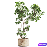 Schefflera plant in Stone Pot 3D Model Vray, Corona