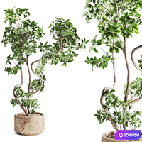 Schefflera plant in Stone Pot 3D Model Vray, Corona