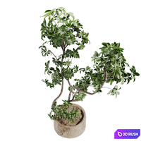 Schefflera plant in Stone Pot 3D Model Vray, Corona