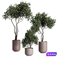 Tree in a concrete pot - indoor plant 569 3D Model Vray, Corona