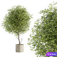 Indoor Plant Set 050 3D Model Vray, Corona