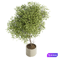 Indoor Plant Set 050 3D Model Vray, Corona