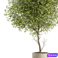 Indoor Plant Set 050 3D Model Vray, Corona