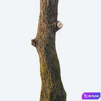 Chestnut 3D Model Corona